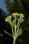 Yellow crownbeard