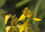 Yellow crownbeard