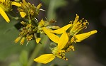 Yellow crownbeard