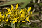 Yellow crownbeard