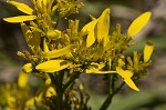 Yellow crownbeard