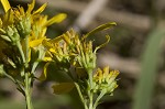 Yellow crownbeard