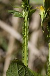 Yellow crownbeard