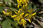 Yellow crownbeard