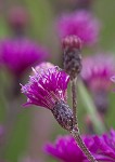 Giant ironweed