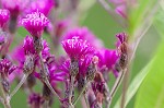 Giant ironweed