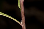 Giant ironweed