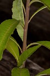 Giant ironweed