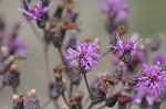 Giant ironweed