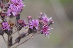 Giant ironweed