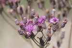 Giant ironweed