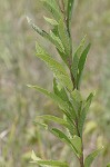 Giant ironweed