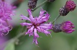 Giant ironweed