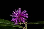 New York ironweed