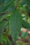 New York ironweed