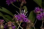 New York ironweed