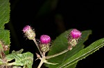 New York ironweed