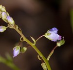 Water speedwell