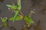 Water speedwell