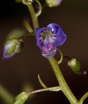 Water speedwell