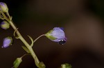 Water speedwell