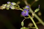 Water speedwell