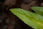 Water speedwell