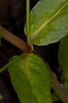 Water speedwell