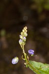 Water speedwell