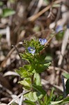 Corn speedwell