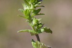 Corn speedwell