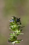 Corn speedwell