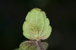 Corn speedwell