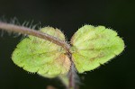 Corn speedwell