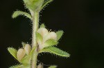 Corn speedwell