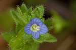 Corn speedwell