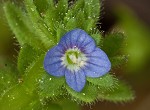 Corn speedwell