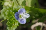 Bird-eye speedwell