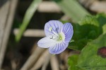 Bird-eye speedwell