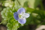 Bird-eye speedwell