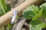 Bird-eye speedwell