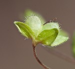 Bird-eye speedwell