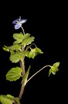 Bird-eye speedwell