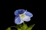 Bird-eye speedwell