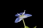 Bird-eye speedwell