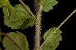 Bird-eye speedwell