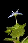 Bird-eye speedwell