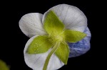 Bird-eye speedwell