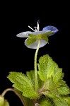 Bird-eye speedwell