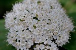 Arrow-wood viburnum